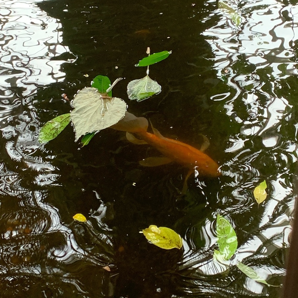 Meet your Posher, Bree